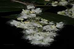 Symplocos paniculata